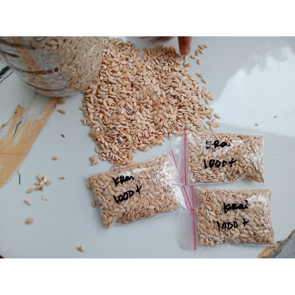 bibit krai super 1000+bj // timun krai