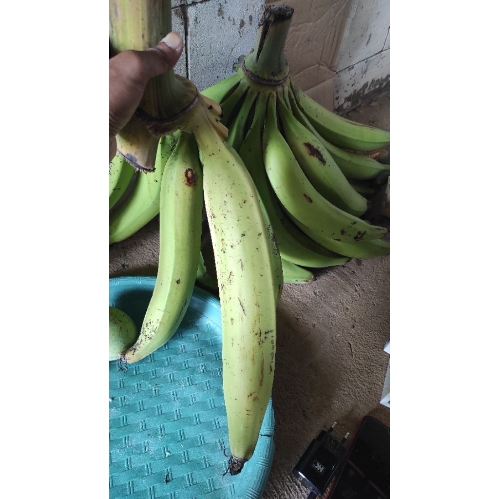 PISANGTANDUK/BYAR