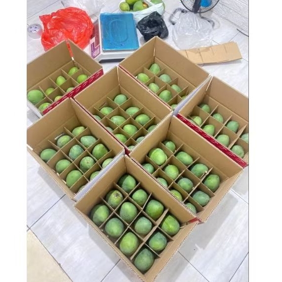 mangga gadung•mangga masak pohon•mangga matang•mangga alpukat•mangga klonal