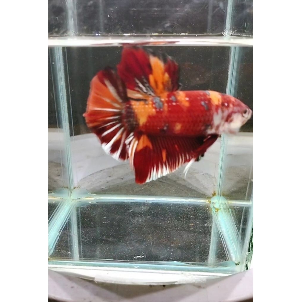 cupang Giant raksasa hmpk Nemo metalic Copper BO 6 cm sesuai foto vidio real pict 100%