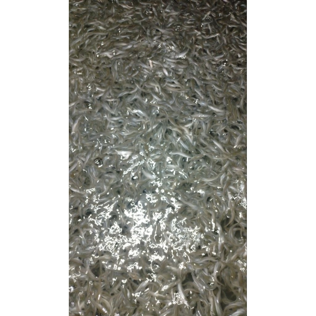 Bibit lele / pakan predator / bibit lele berkualitas per 100 ekor 4cm