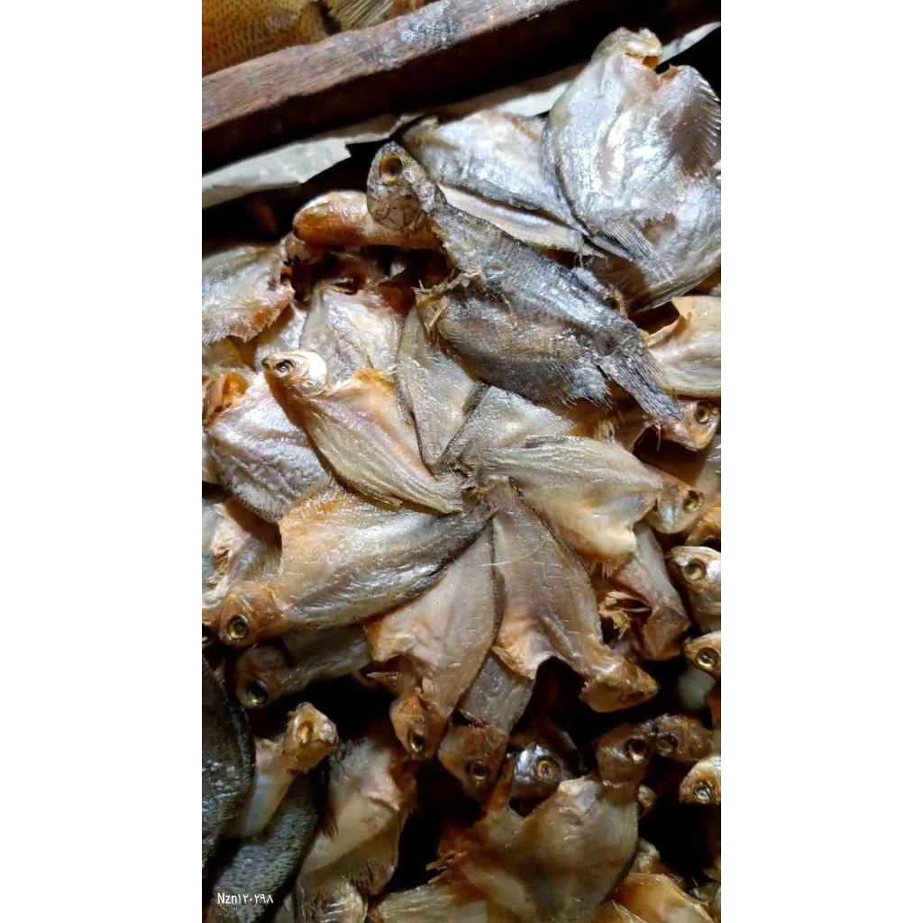 ikan asin sepat kipas/ sepat bintang