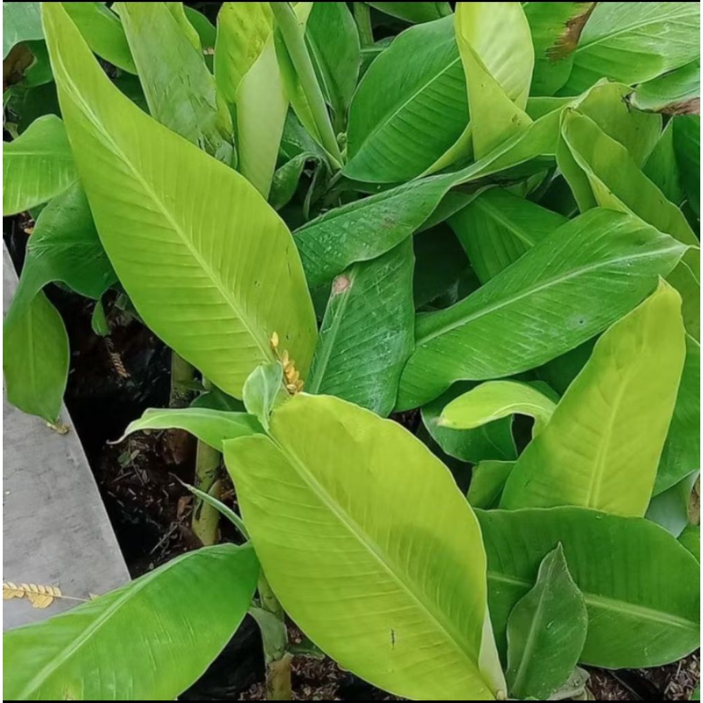 PROMO BIBIT PISANG BARANGAN MERAH HIJAU SURYA
