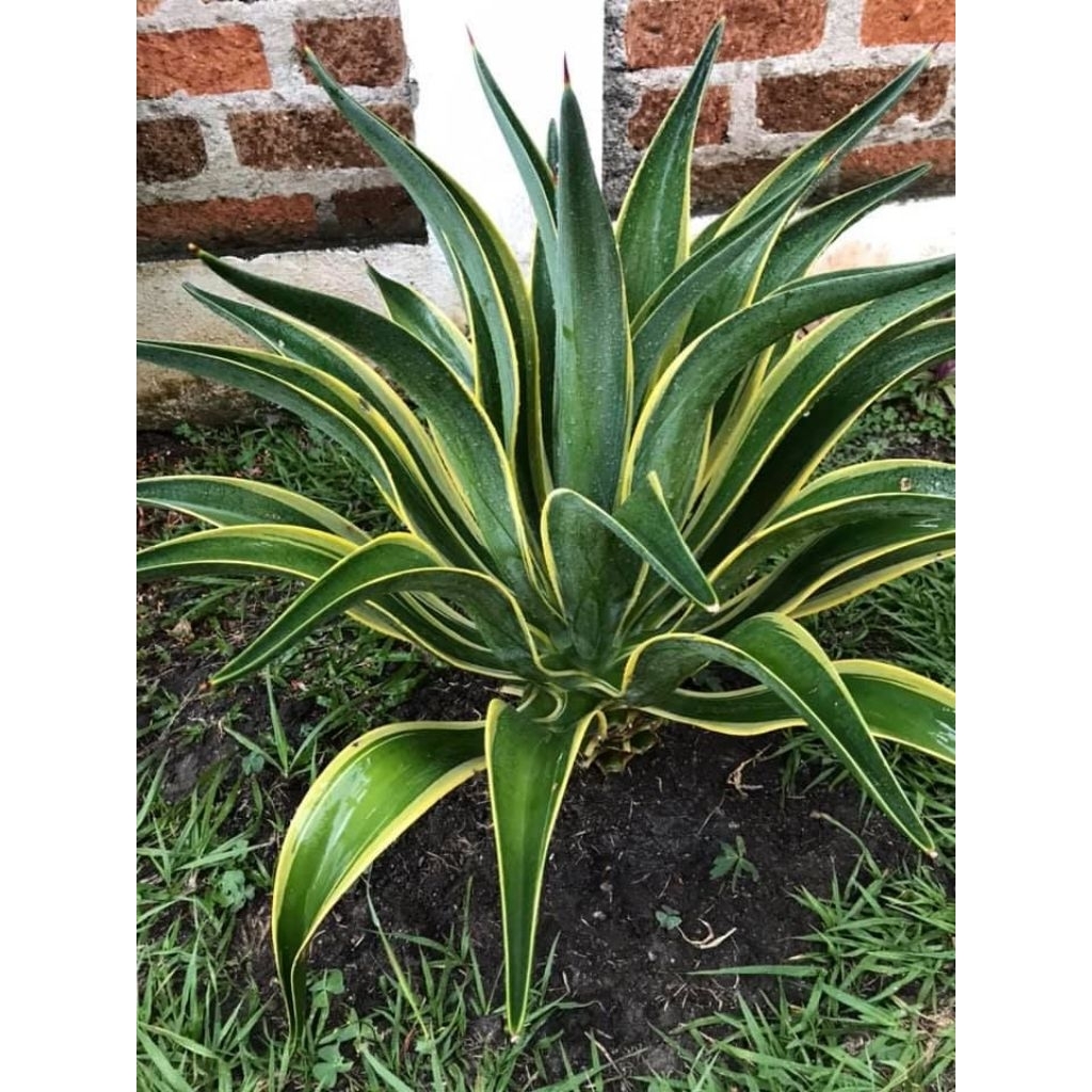 tanaman hias agave king