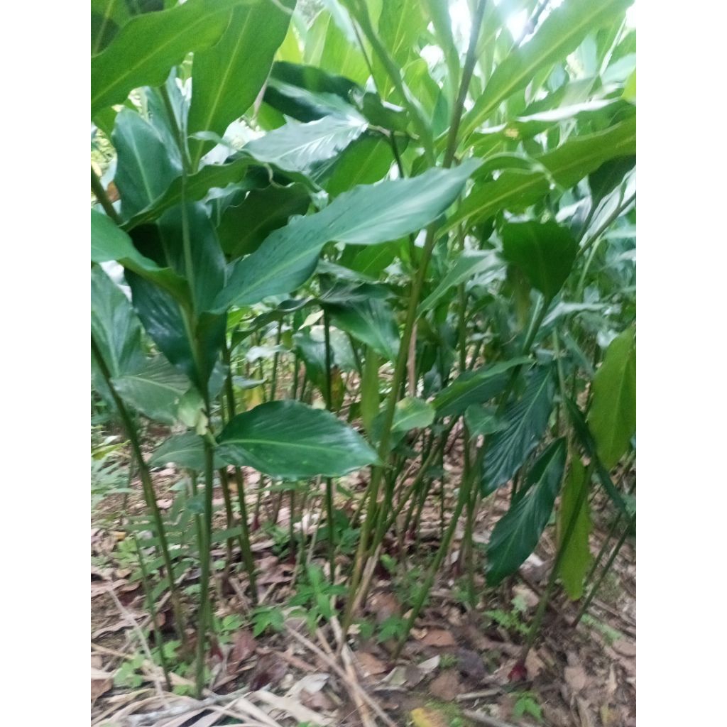 bibit kapolaga