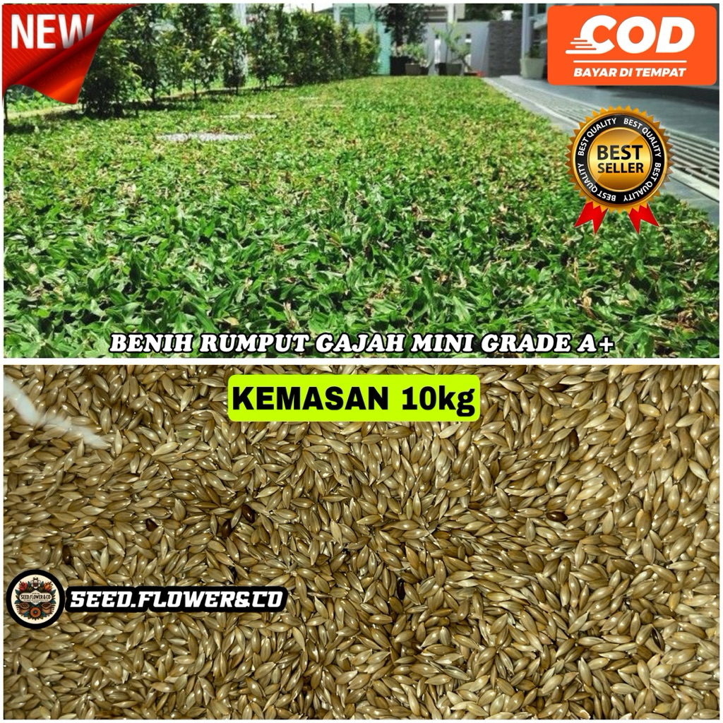 PROMO bibit unggul gajah mini kemasan 10KG FREE 1KG paket hemat harga terhormat - benih gajah mini -