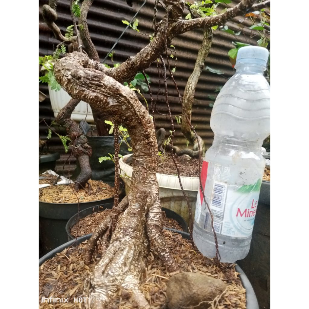bonsai kimeng prokar meliuk