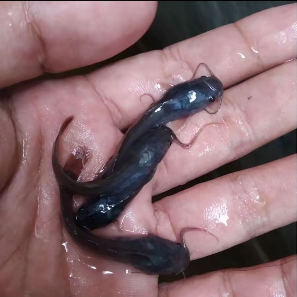 100 ekor bibit ikan lele anakan lele instan kurir