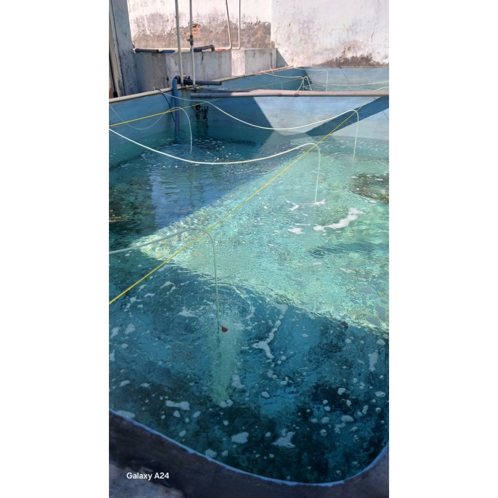 AIR LAUT DALAM KEMASAN (ALDK) AIR ASIN, AIR LAUT UNTUK AQUARIUM