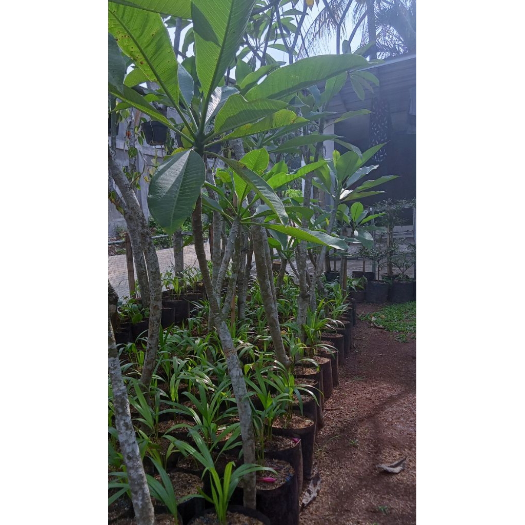 tanaman hias Kamboja/pohon Kamboja Bunga kuning/tinggi1meter/paket 3 pohon