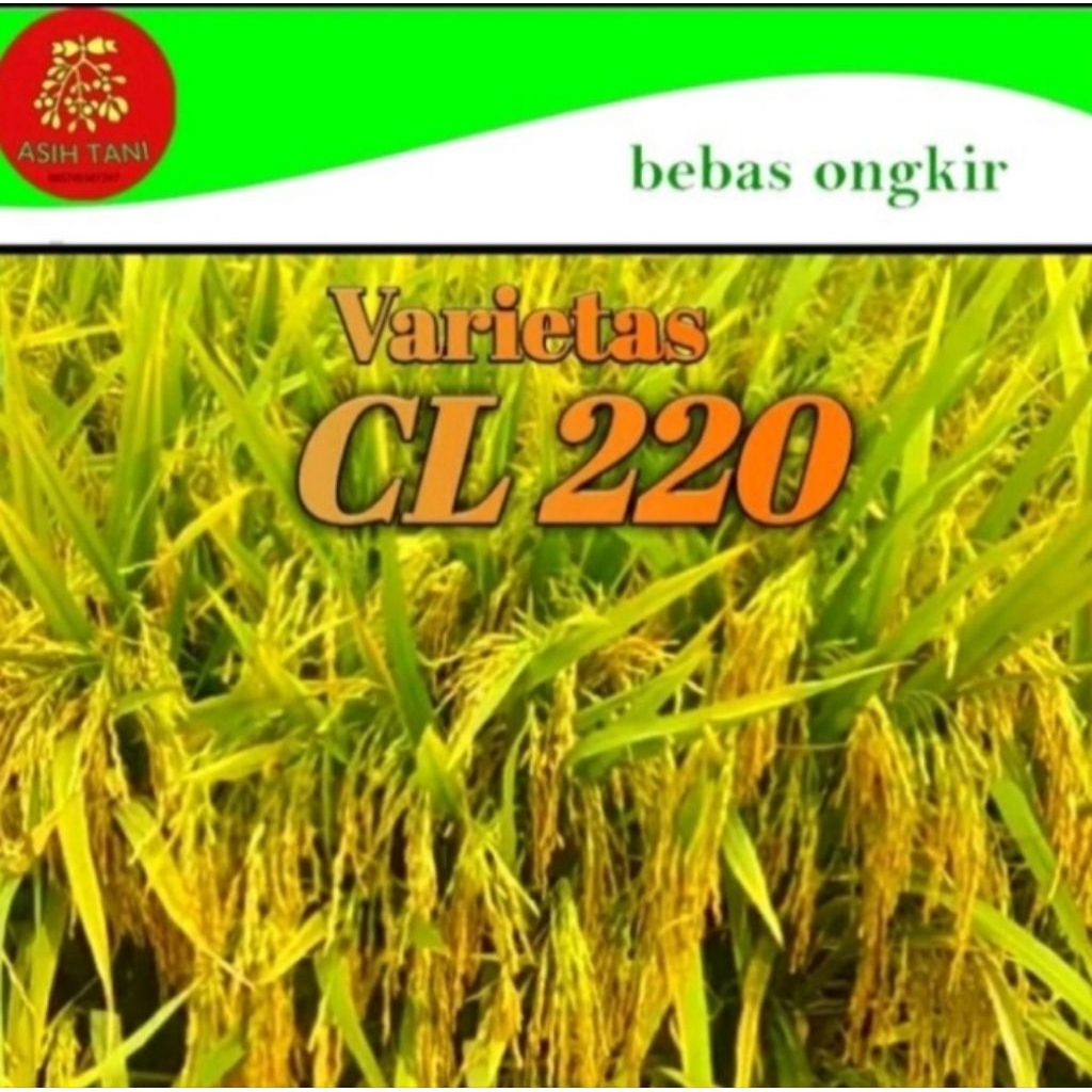 Benih padi CL 220 KEMASAN 1KG