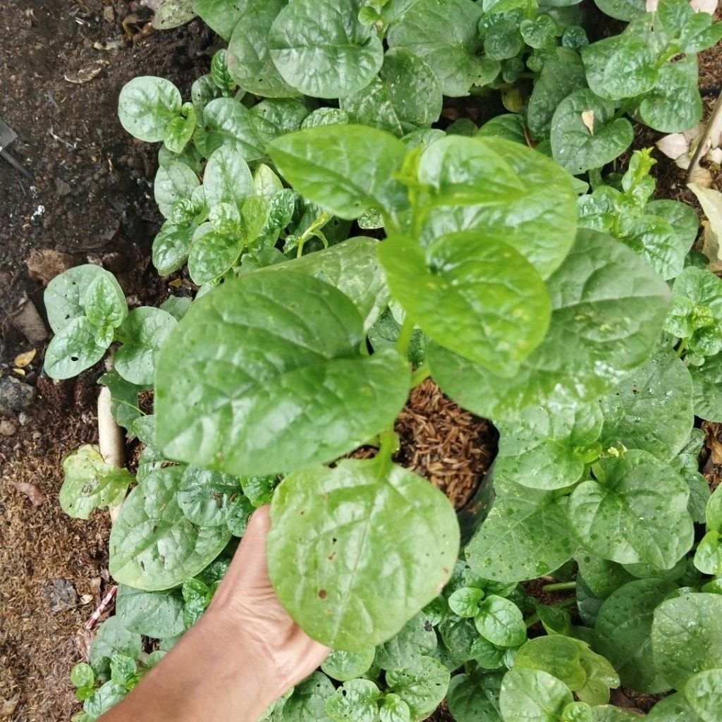 bibit angkung tanaman angkung bayam malabar tanaman gendola