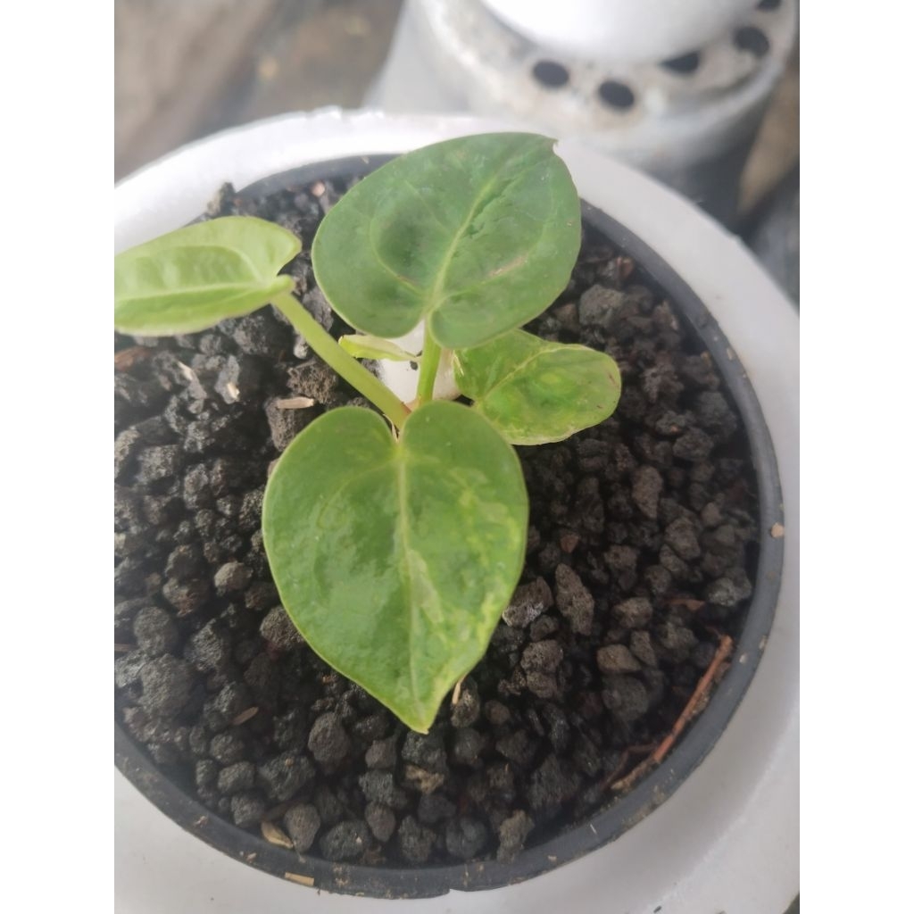 anthurium Dorayaki silver varigata ( hybrid)