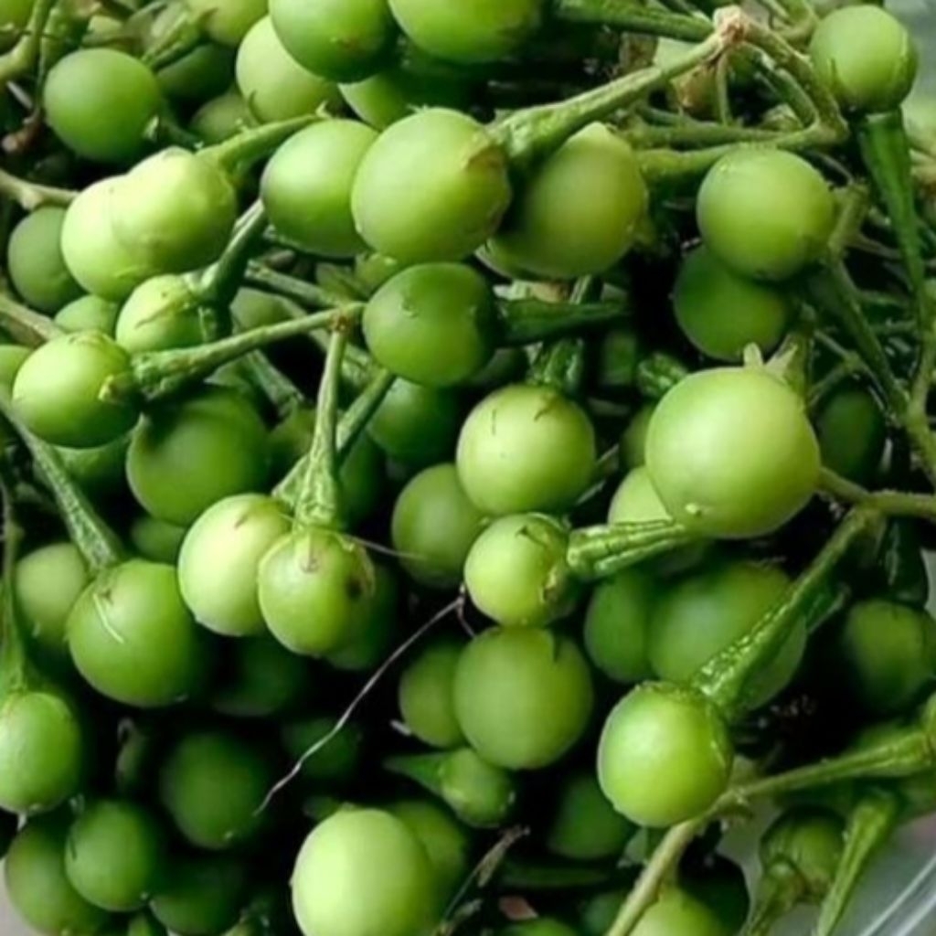 bush takokak segar 250, gram buah takokak promo buah takokak