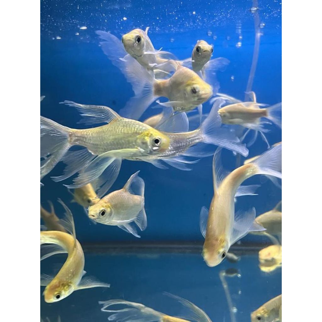 hiasan kaviat slayer