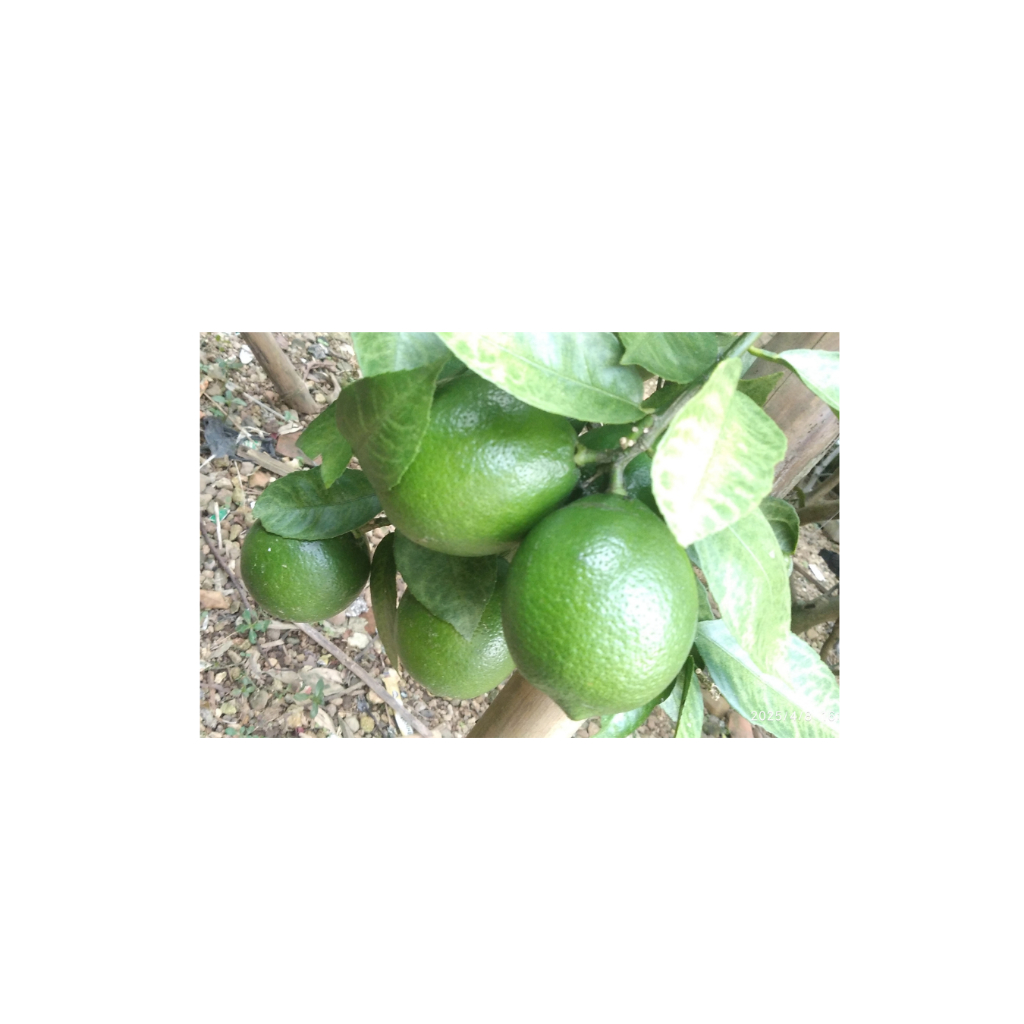 Jeruk Lemon Lokal | California Lemon