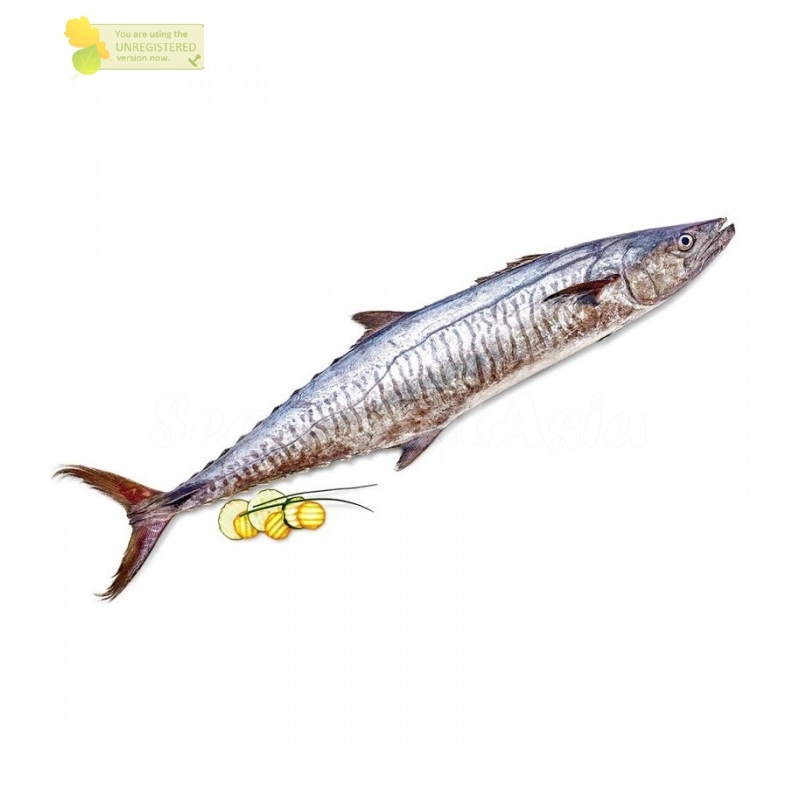 Ikan Tenggiri 1Kg Ikan Tenggiri Segar Ikan Tenggiri Jantan Tengiri Seafood Ikan Laut Segar