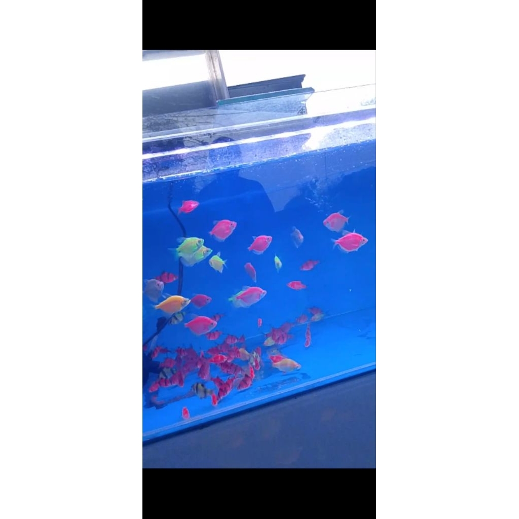 stiker glow fish
