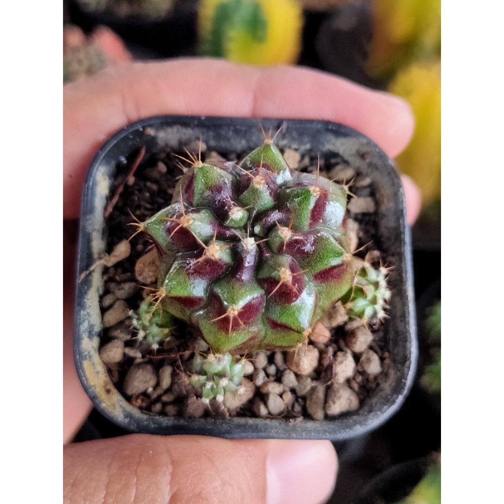 GYMNO MEDUSA HYBRID CLUSTER OWNROOT DI POT 5CM//KAKTUS//KAKTUS HIAS//MIHANOVICHI//GYMNOCALYCIUM//KAK