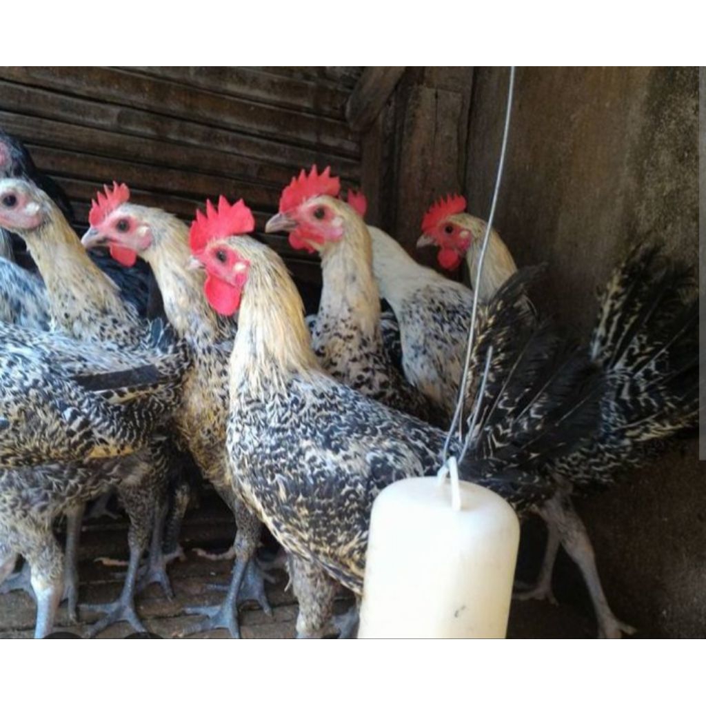 Ayam Arab Petelur, Ayam petelur