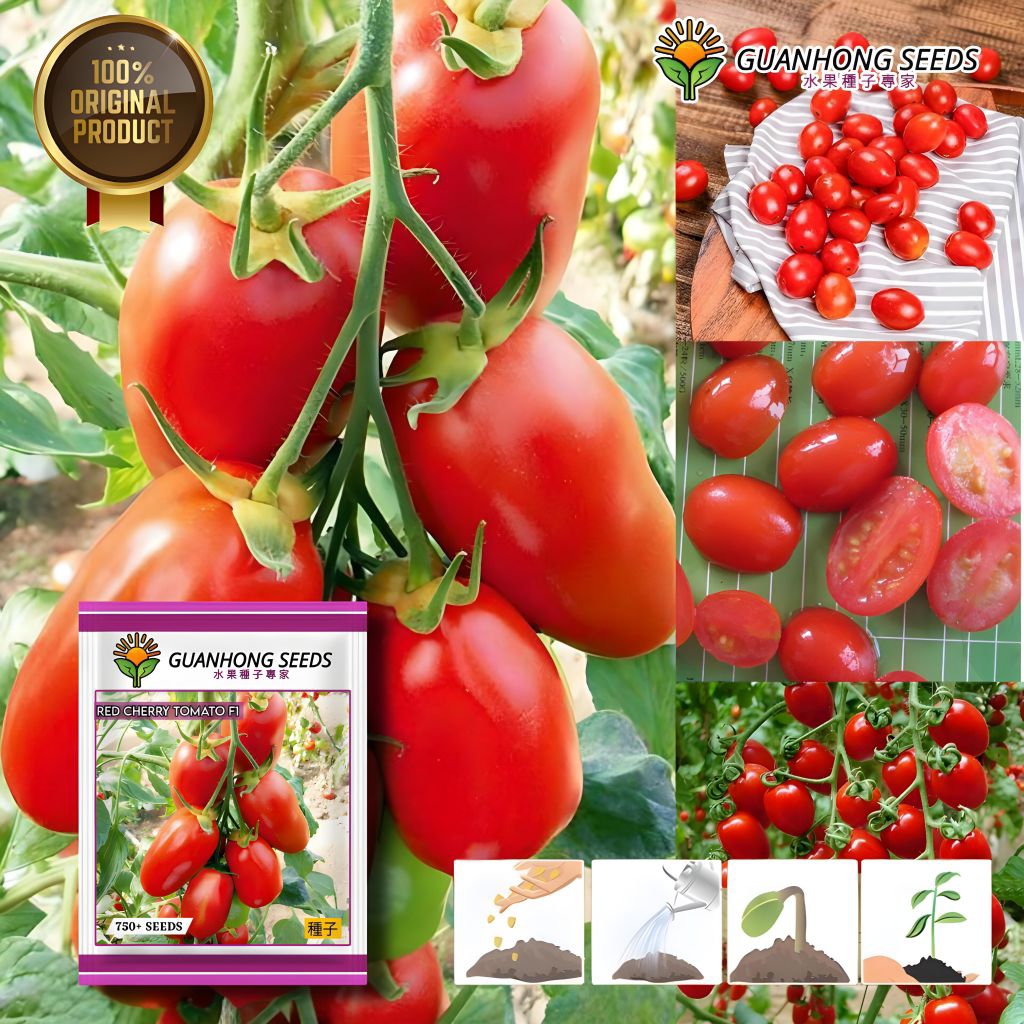 GUANHONG (750 BIJI) Benih Tomat Cherry Merah F1 Original Kemasan Import / Benih tomat ceri / tomat u
