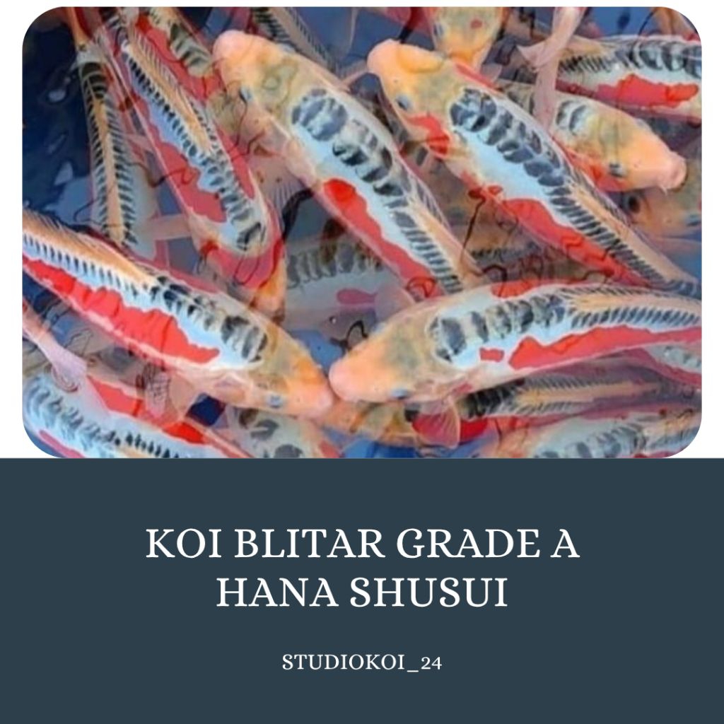 Ready Paketan 3 Ekor Koi Blitar  Grade A Hana Shusui Size 15 CM ( Asli Blitar )