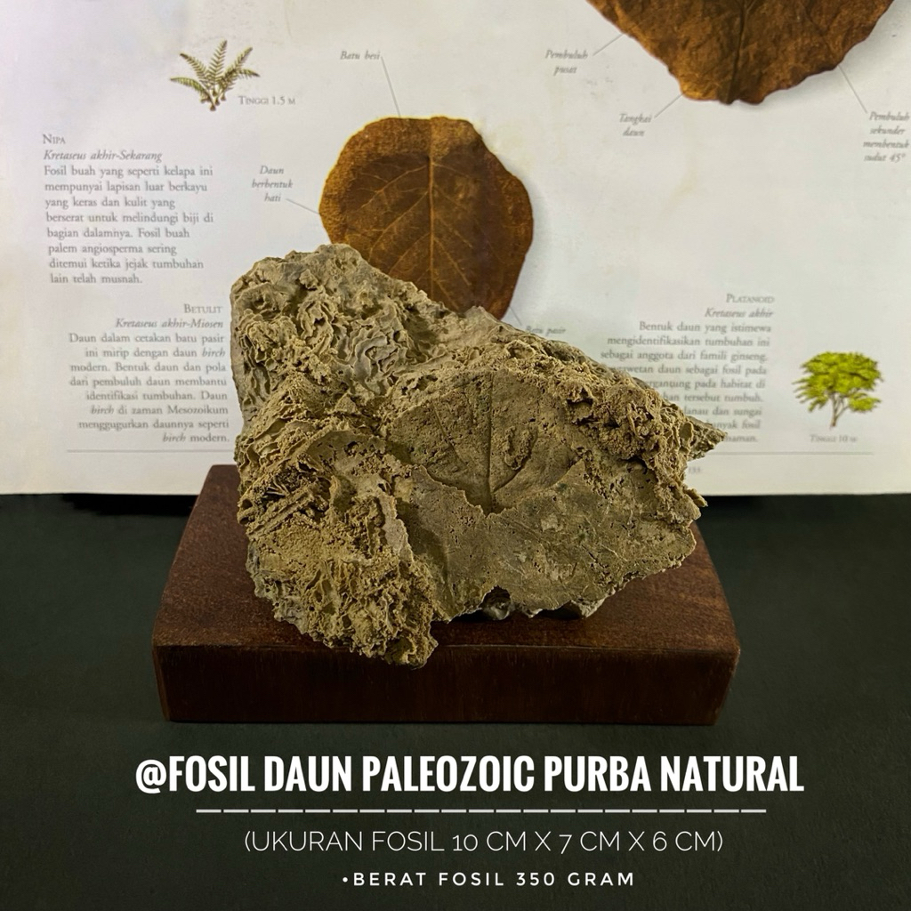 Fosil Daun Paleozoic Purba Natural E5 atau Fosil Tumbuhan Purba atau Fossil Leaf atau Bongkahan Fosi
