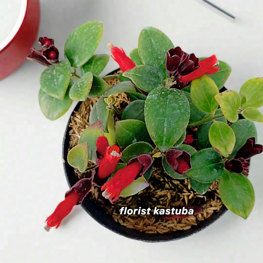Tanaman Hias Gantung Hoya Lipstick Merah Daun Besar Jumbo - Tanaman Hidup Indoor Outdoor