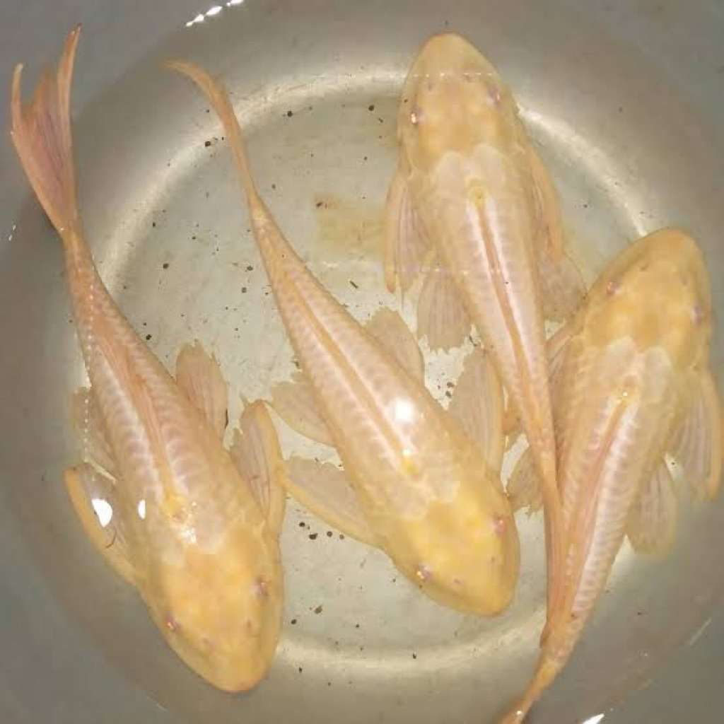 ikan sapu sapu albino