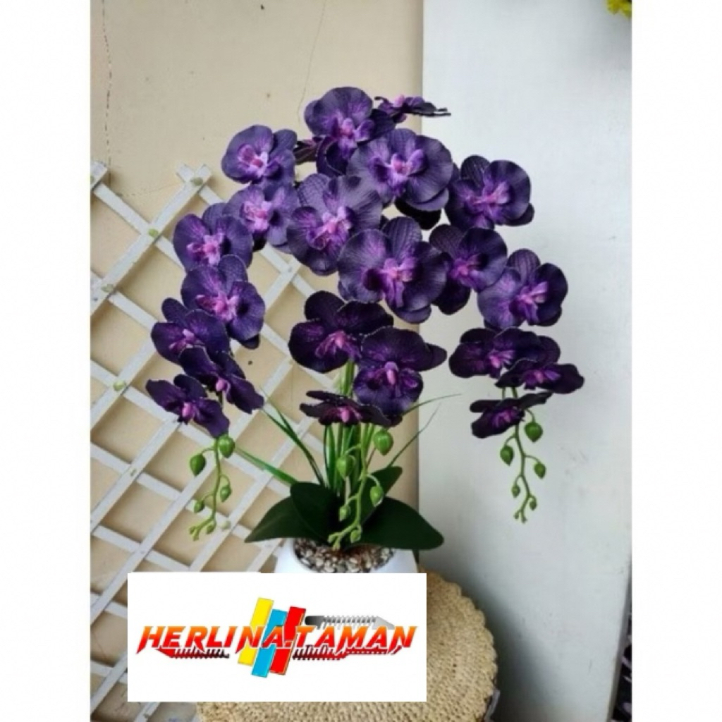 Anggrek Dendrobium - Anggrek Dendrobium Hidup -Tanaman Hias Hidup - Bunga Hidup Anggrek - Bunga Hias