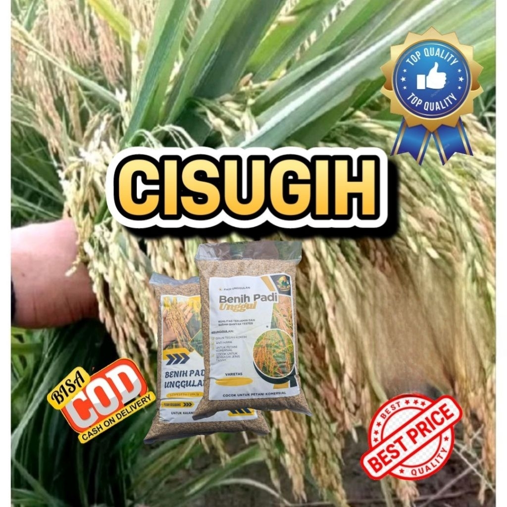 BENIH PADI CISUGIH (Ciherang Sugih) Kemasan 5kG
