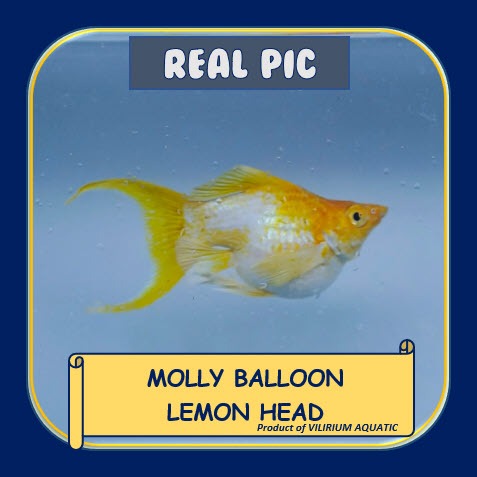 IKAN HIAS AIR TAWAR - MOLLY LEMON HEAD (IKAN AQUASCAPE) MOLLY LYRETAIL