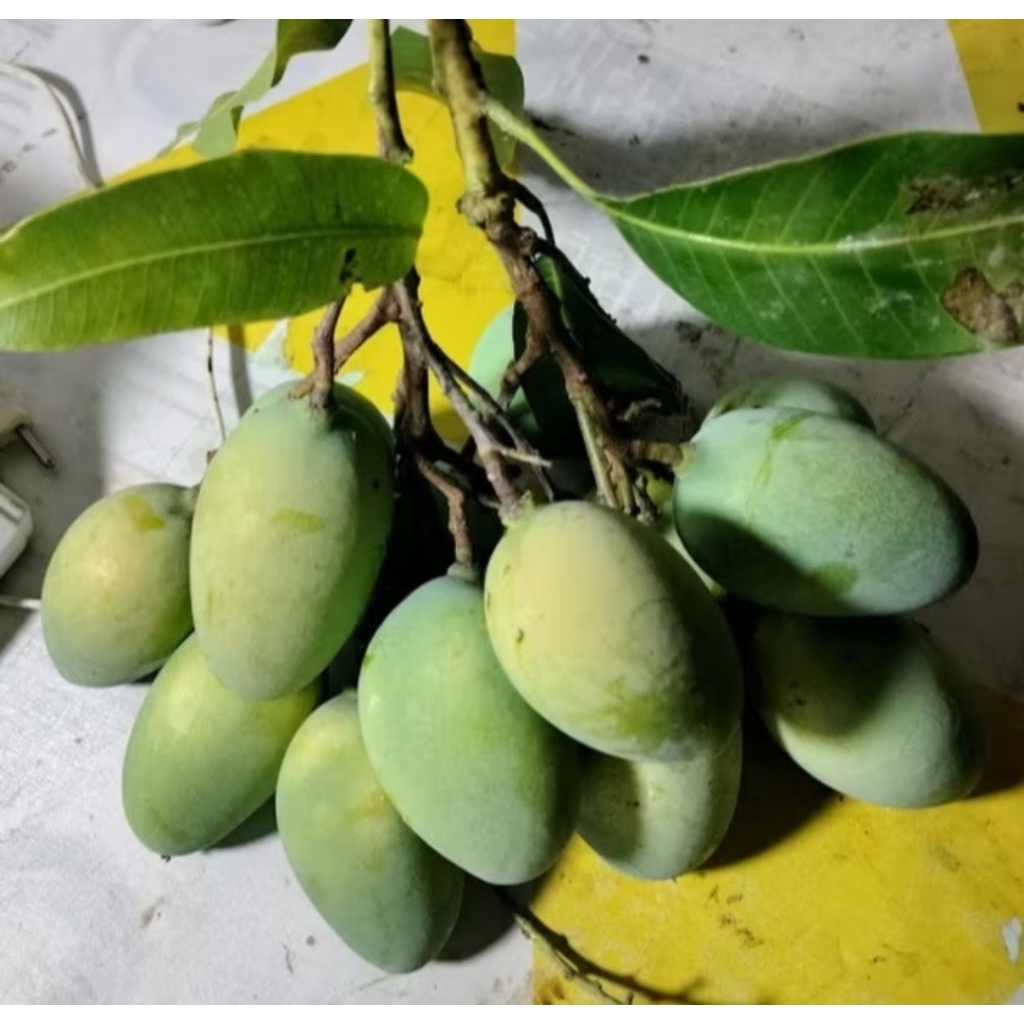 Promo Buah Mangga Super Manis Legit 1kg Mangga Harum Manis Manalagi Gadung Super