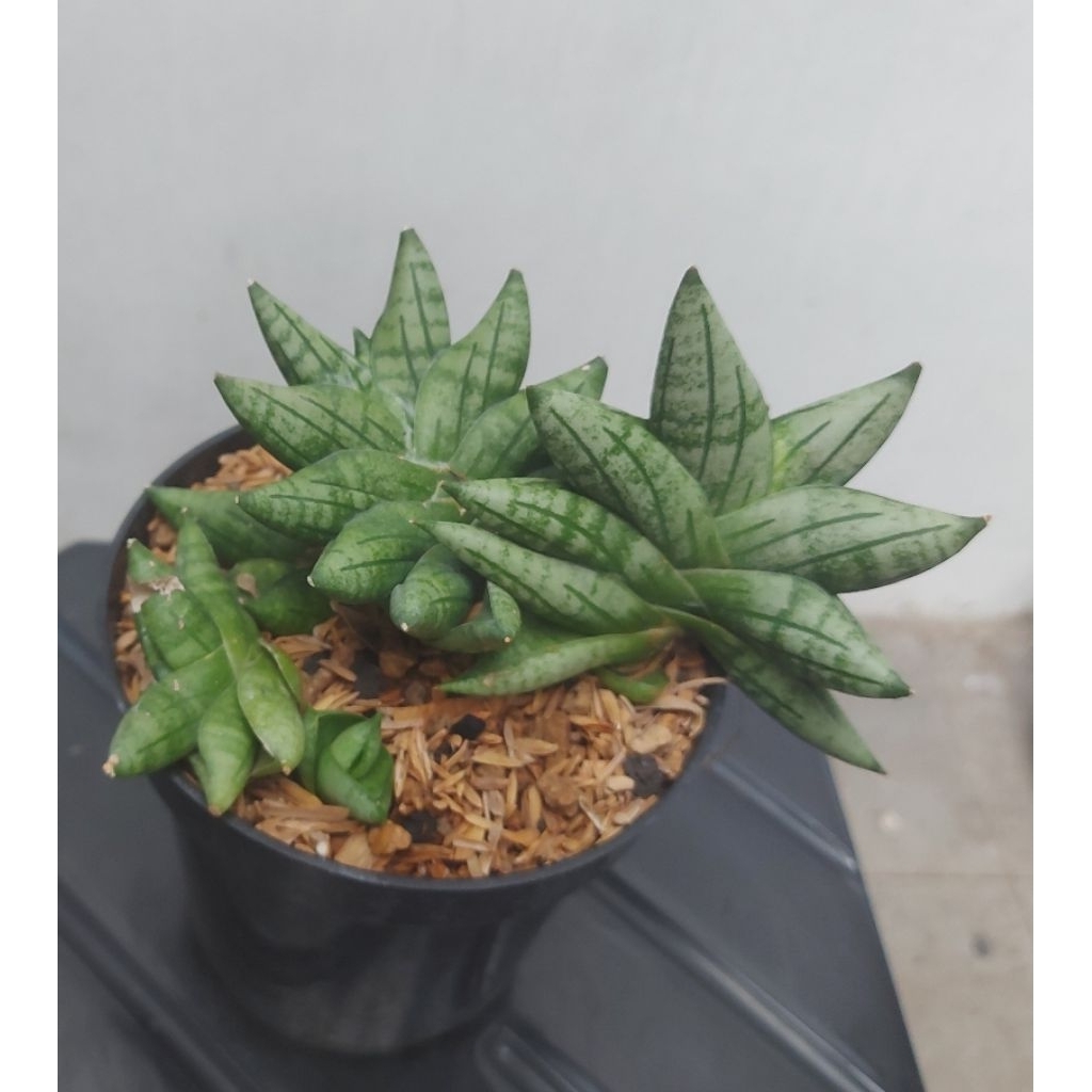 S. boncel new clone ()BNC)