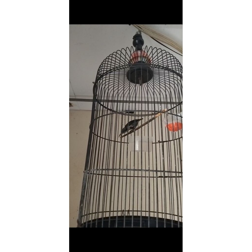 konin natuna trotol gacor/rajin 100% ory natuna gacorr