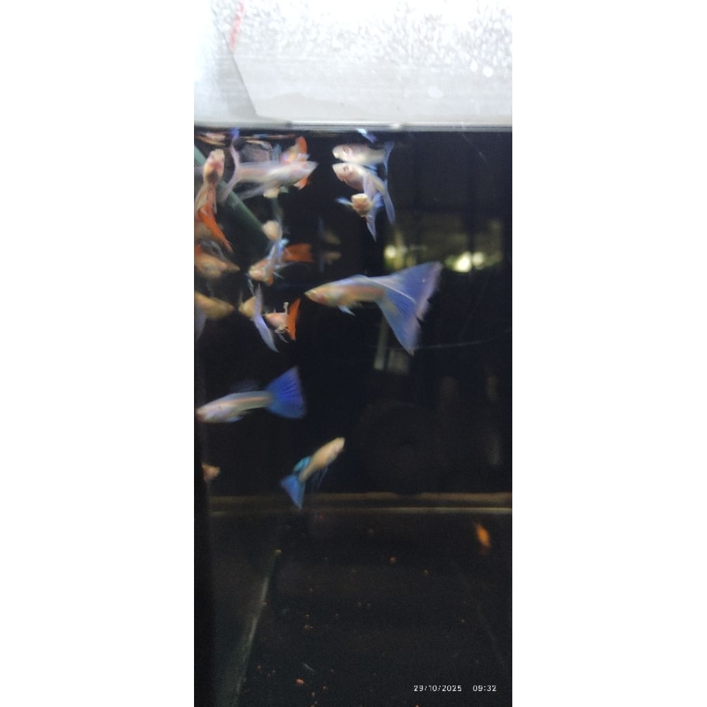 Guppy Sky Blue Ribon