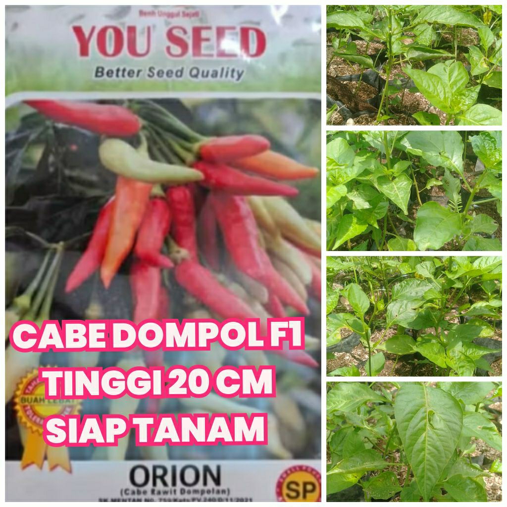 Bibit cabe rawit Dompol dompolan F1 tinggi 20 cm