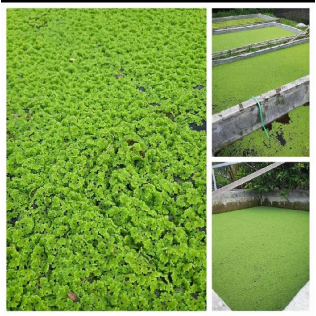 Azola 2kg Bibit Azolla Fresh Azola Pakan Ternak