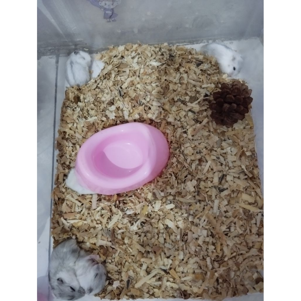 hamster winter indukan siap kawin ..
