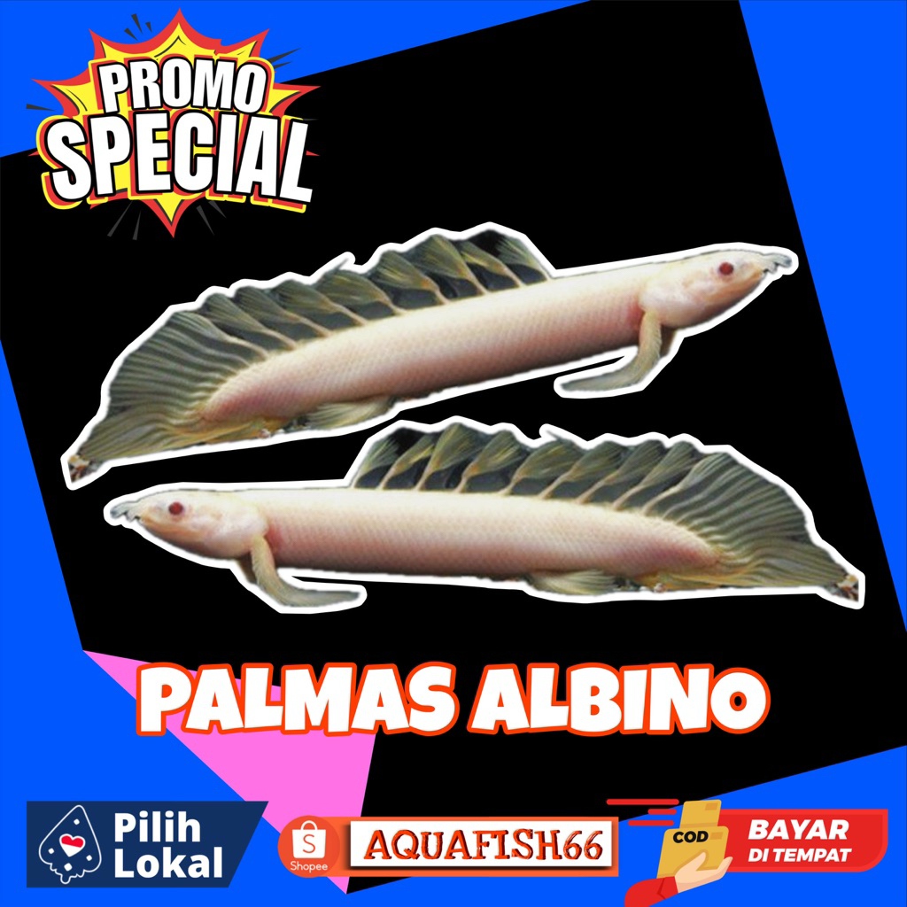 PALMAS ALBINO & ENDLICHERI SIZE 12-13CM BERGARANSI