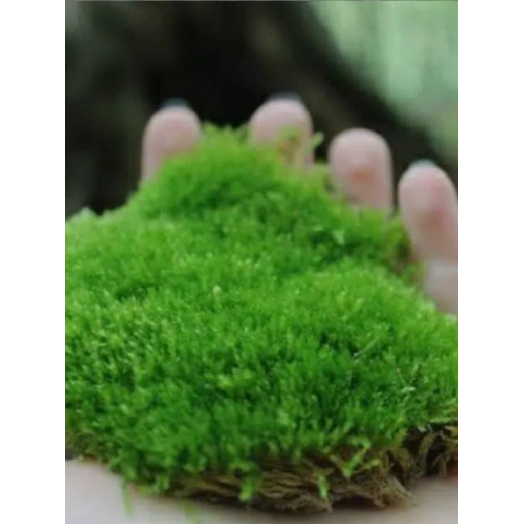 Lumut hidup media tanam anggrek dan bonsai