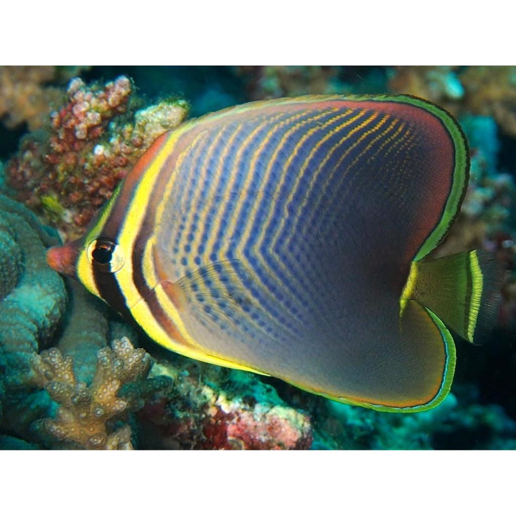 Ikan Hias Air Laut Kepe Merak