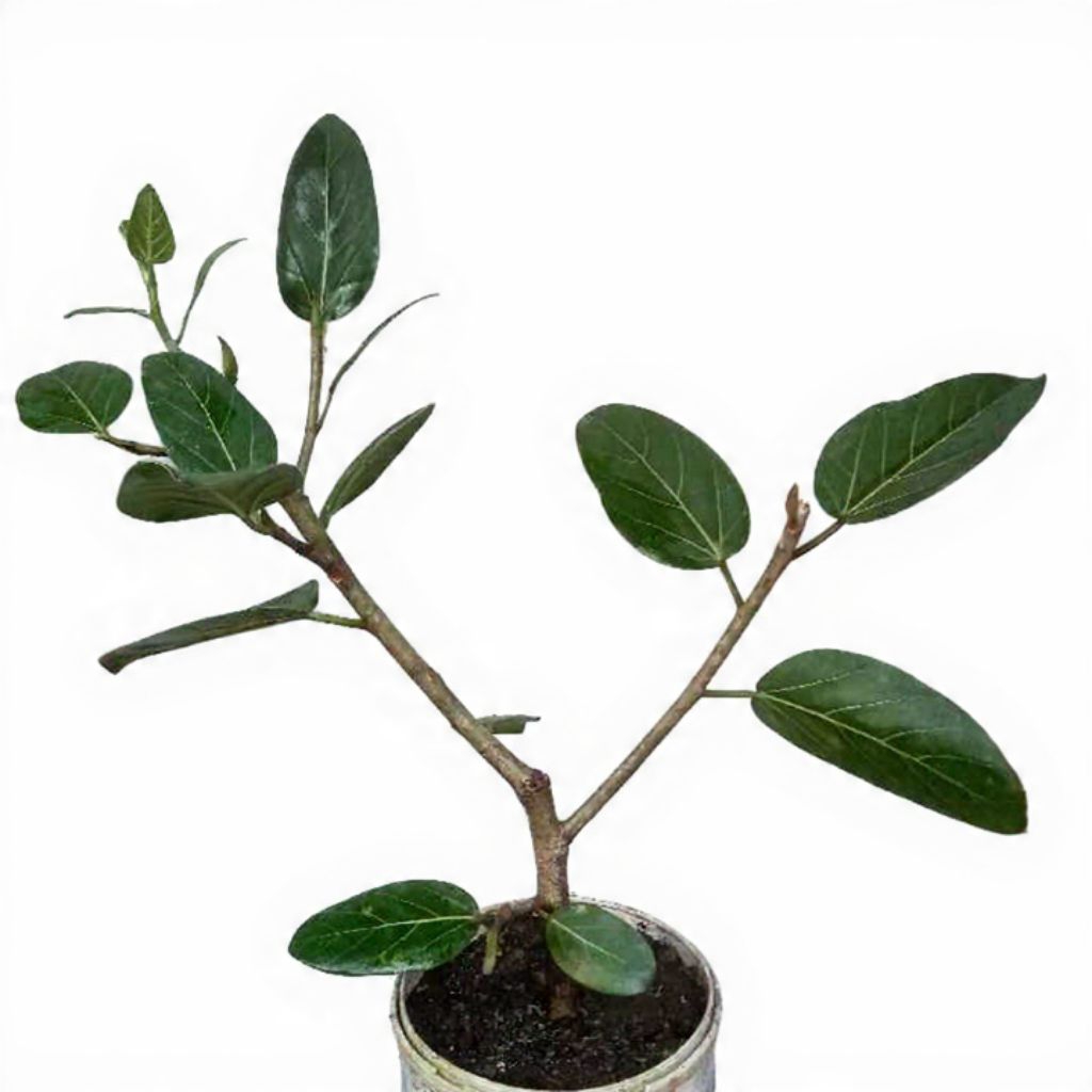 Ficus Benghalensis - Ficus Banyan - Sacred Fig Original