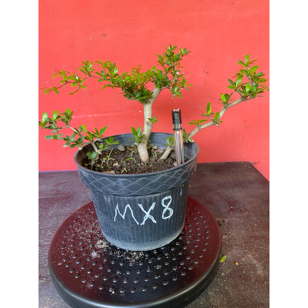 Bahan Bonsai Black Olive MX8