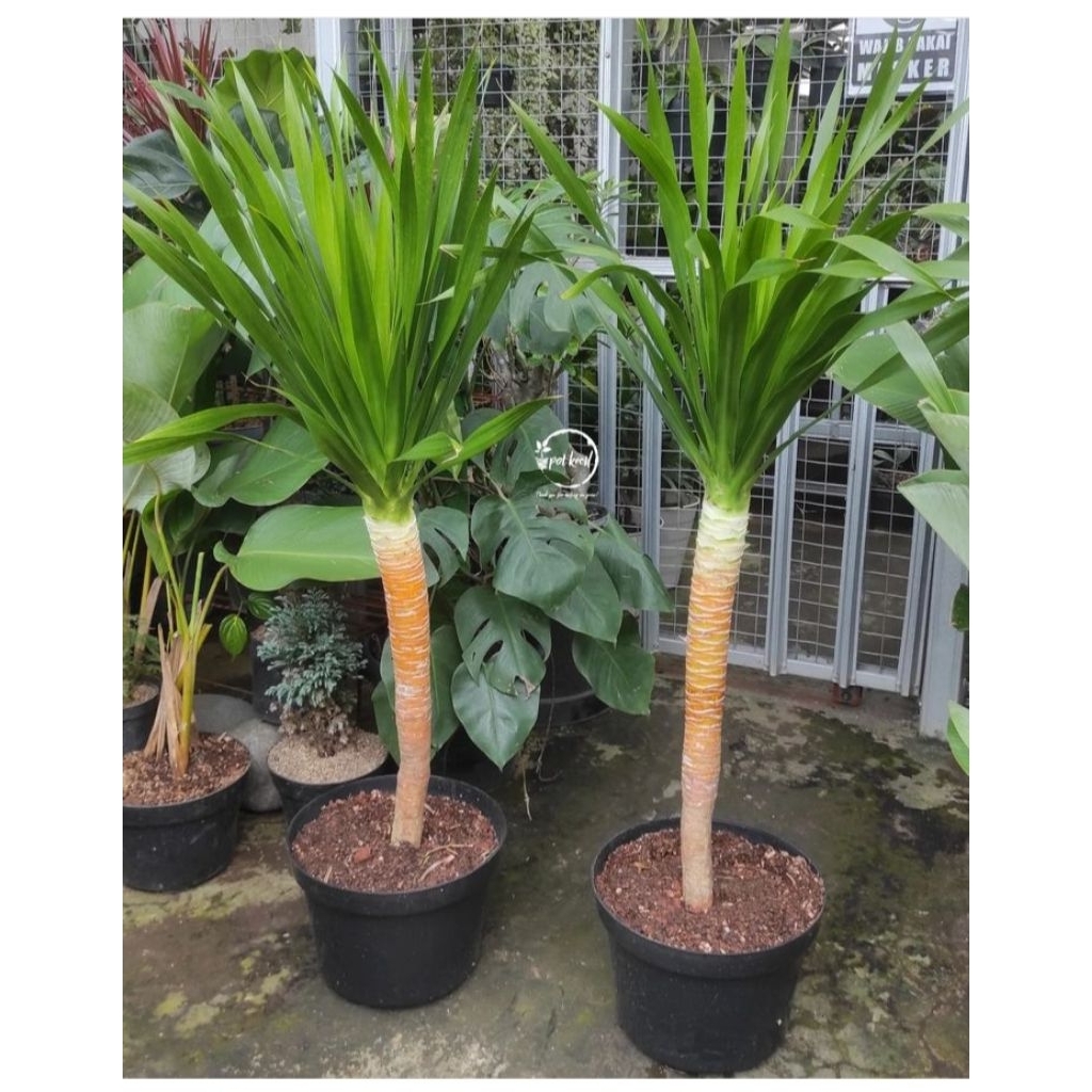 TANEMAN PANDAN BALI, TINGGI 1M ASLI TANEMAN HIDUP, UNTUK OUTDOOR DAN INDDOR