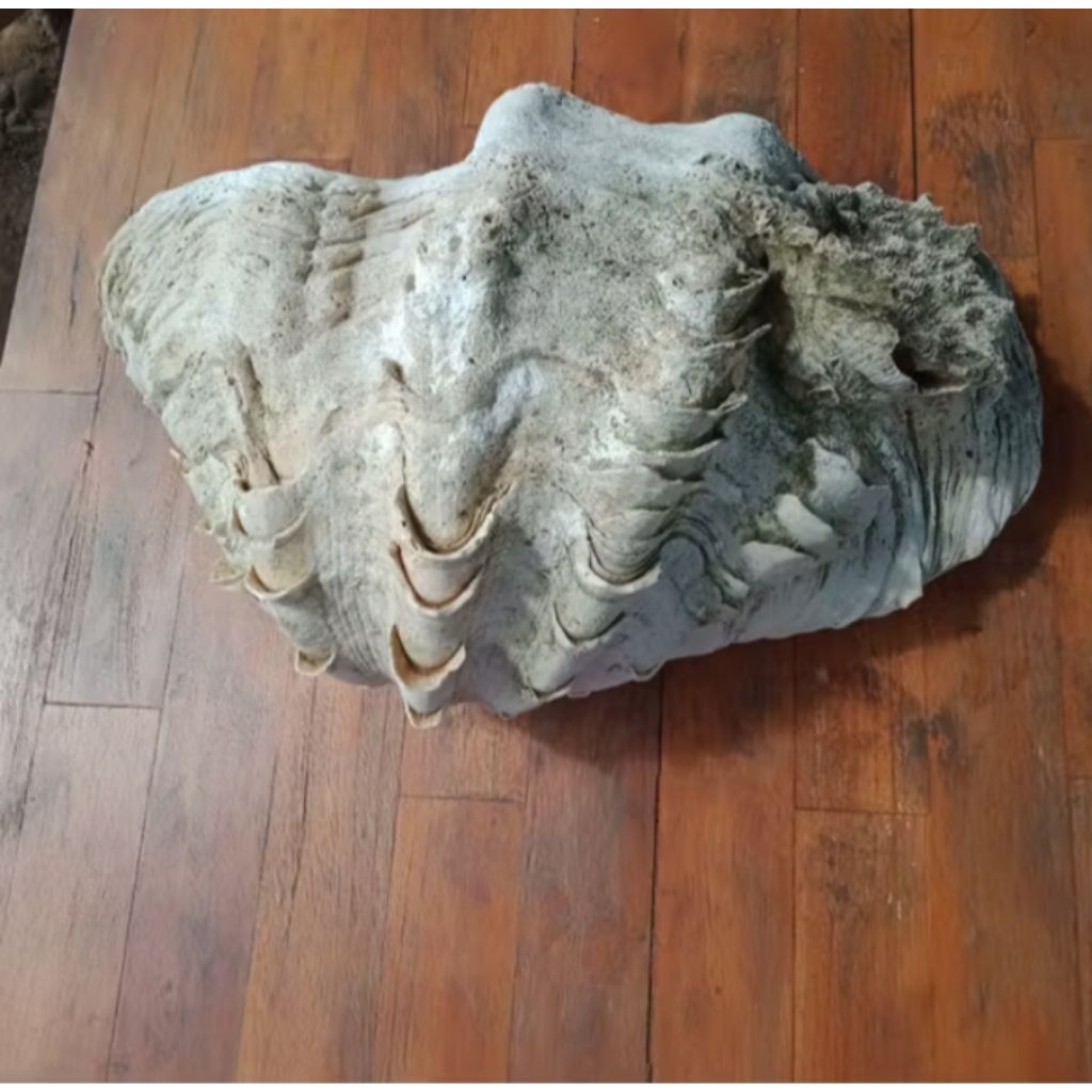 cangkang kerang laut Jinny unik super jumbo panjang 45cm