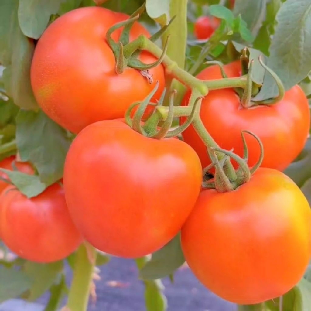 25 Butir Bibit Tomat unggul bibit tomat pondok buah besar