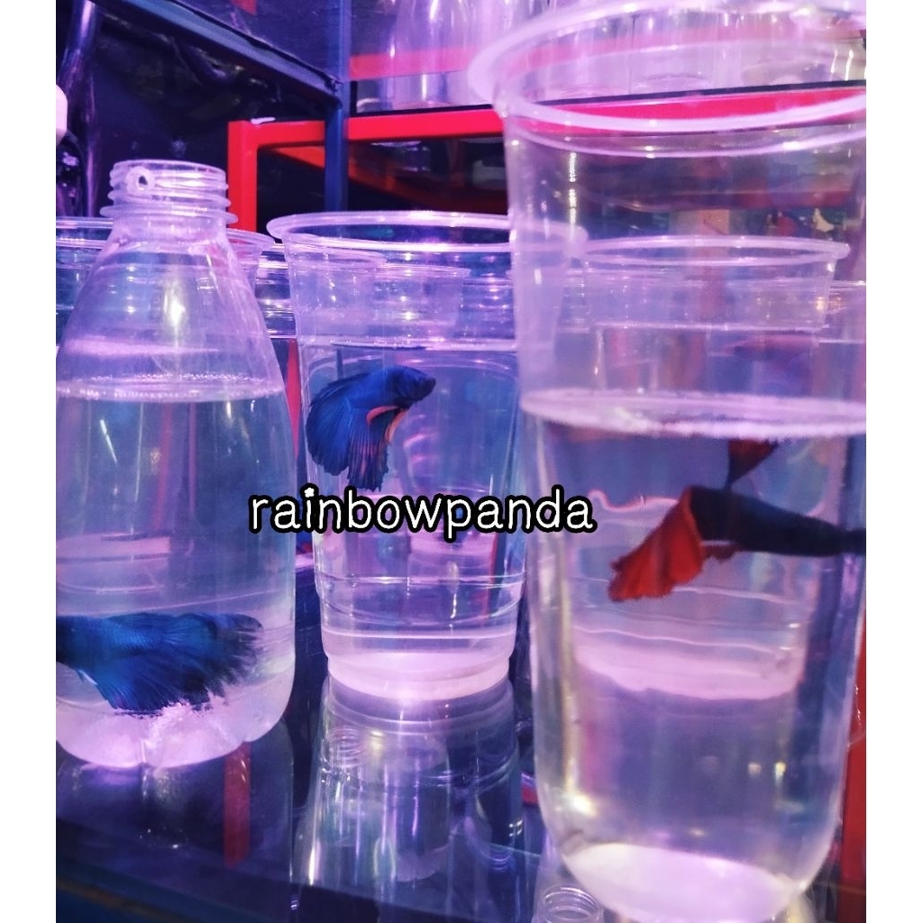 HIASAN AQUARIUM CUPANG HALFMOON IKAN CUPANG