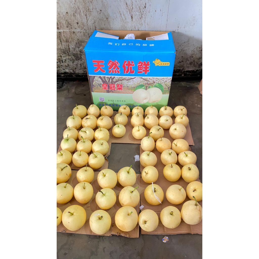 Pear Century 1 Dus Size 60 Pcs Berat 16 Kg