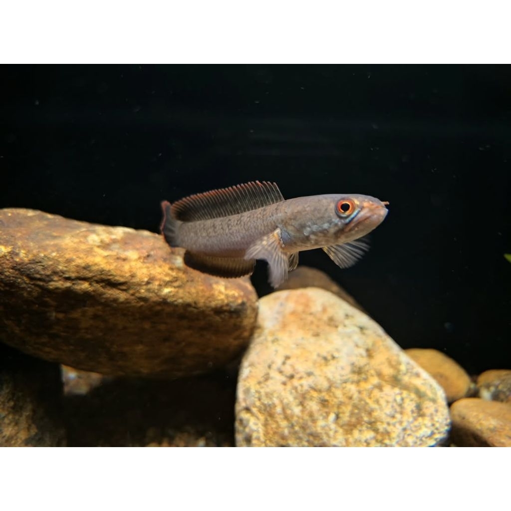 stiker limbata cb rim merah mata merah berukuran 7-10cm berkualitas (COD BAYAR DI TEMPAT)